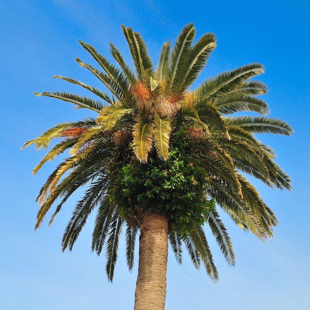 音声合成の時代が カナリーヤシ Phoenix Canariensis 観葉植物 | www