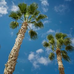 ヤシの木｜PALM TREES | OCEANSIDE GARDEN INC.