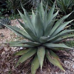 アガベ 大型 60cm〜｜LARGE AGAVES | DESERT INC.