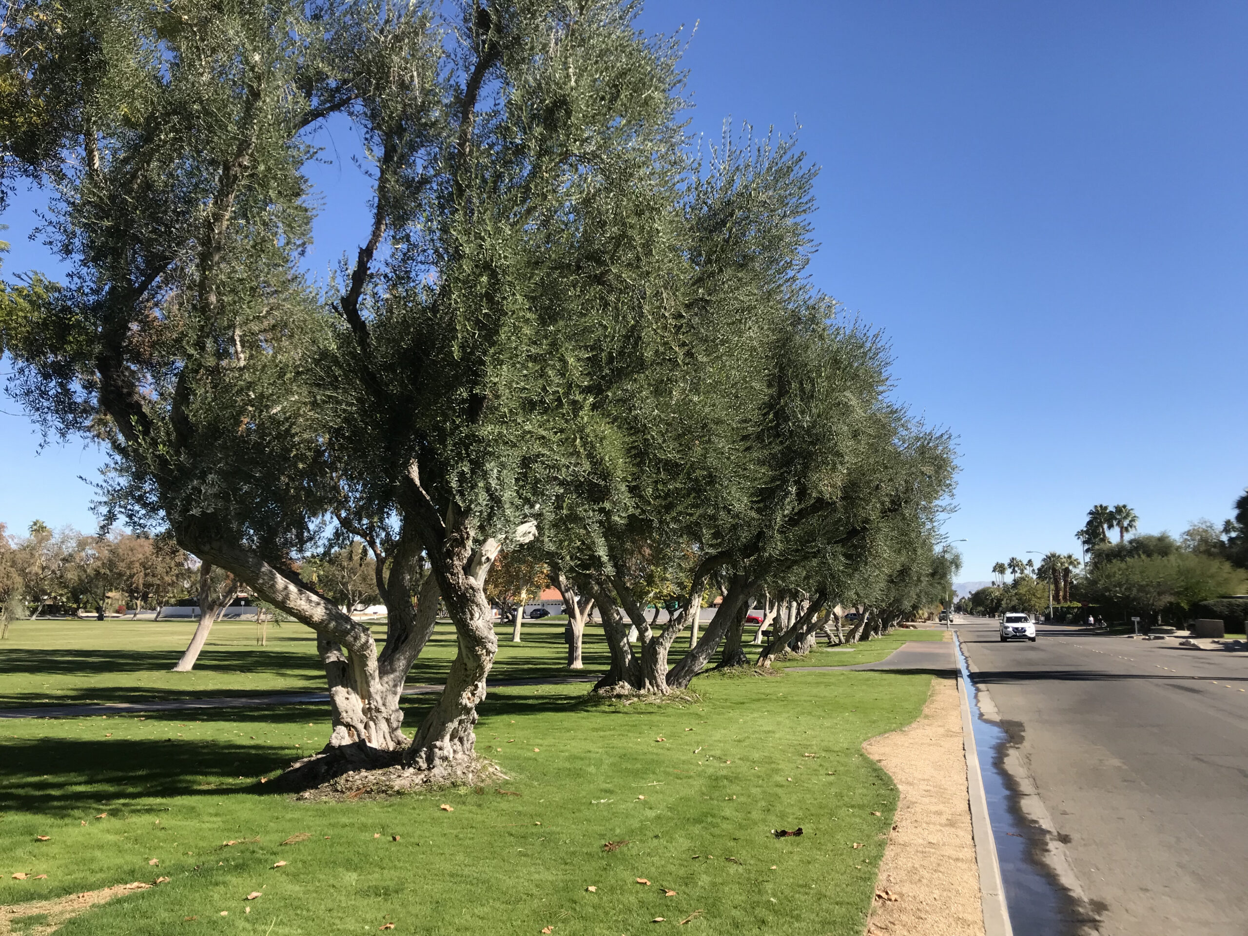 オリーブ ｜Olea europaea (Olive) | DESERT INC.