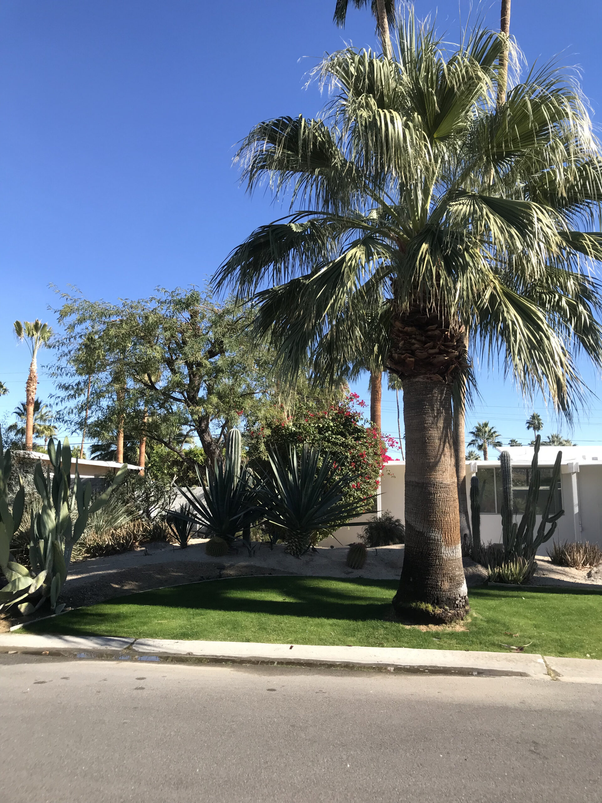 ワシントニア・フィリフェラ ｜Washingtonia filifera | DESERT INC.