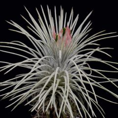 チランジア（エアプランツ）｜TILLANDSIAS | DESERT INC.