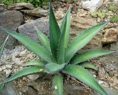 アガベ 大型 60cm〜｜LARGE AGAVES | DESERT INC.