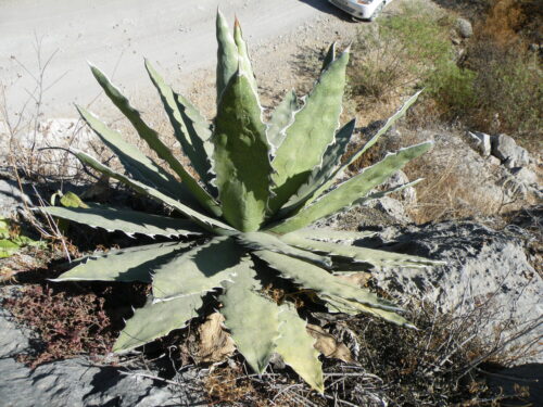 アガベ・キシロカナンサ ｜Agave xylonacantha | DESERT INC.