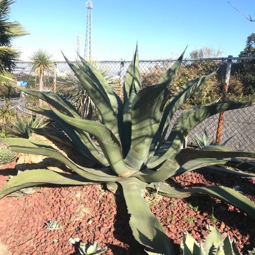 アガベ サルミアナ フェロックス Agave Salmiana Var Ferox Oceanside Garden Inc