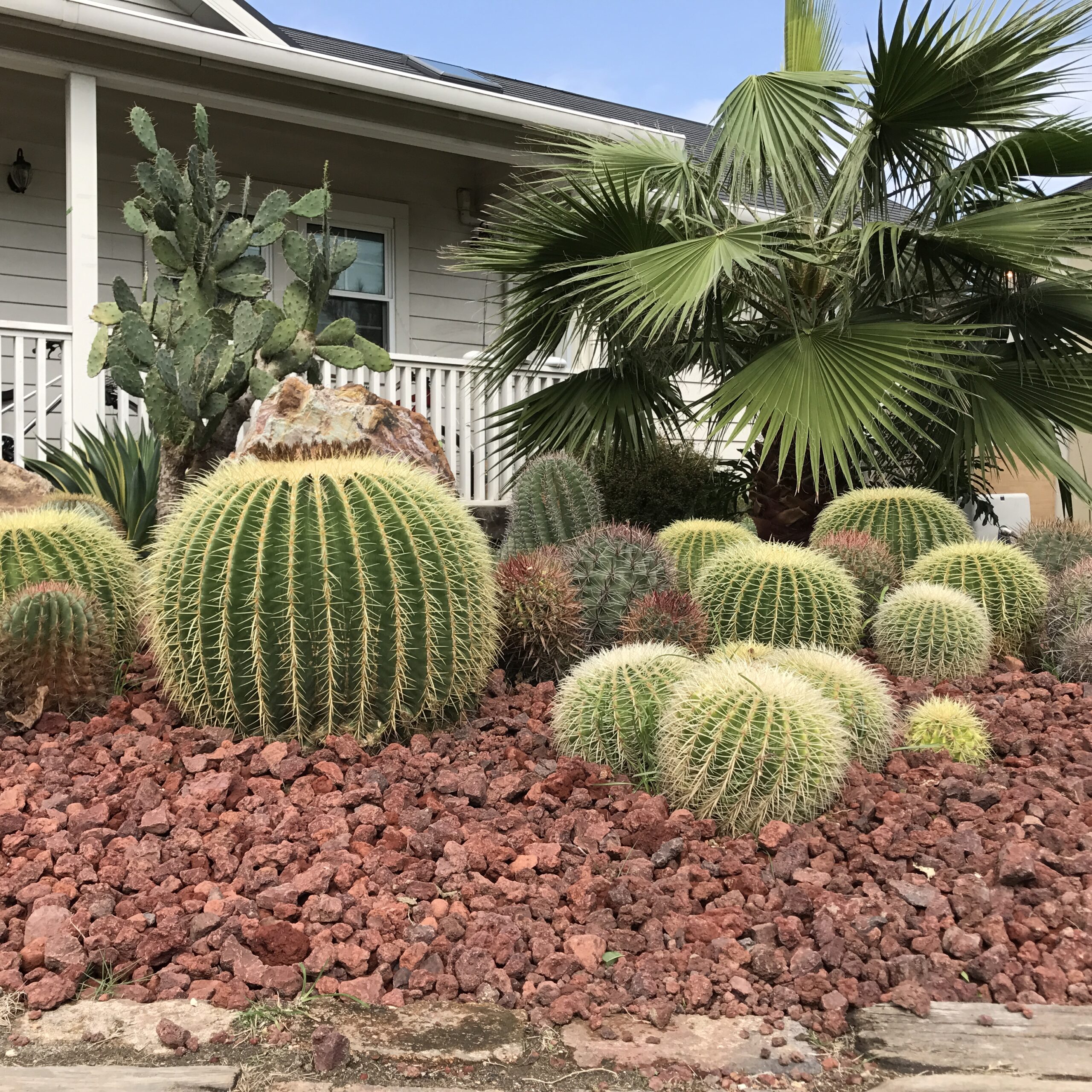 エキノカクタス グルソニー（金鯱）｜Echinocactus grusonii | DESERT INC.