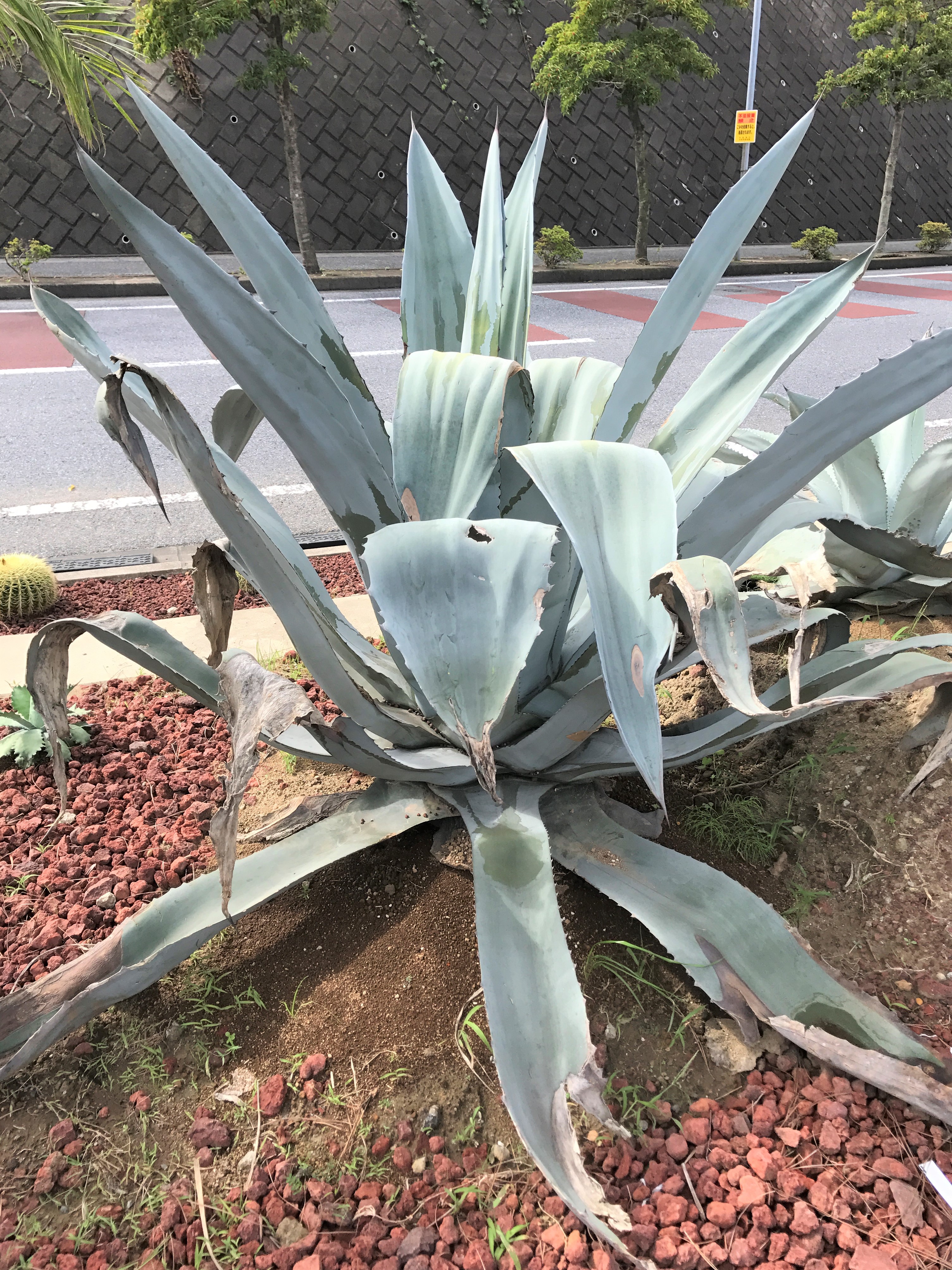 アガベ・ウィンテリアーナ｜Agave Winteriana | OCEANSIDE GARDEN INC.