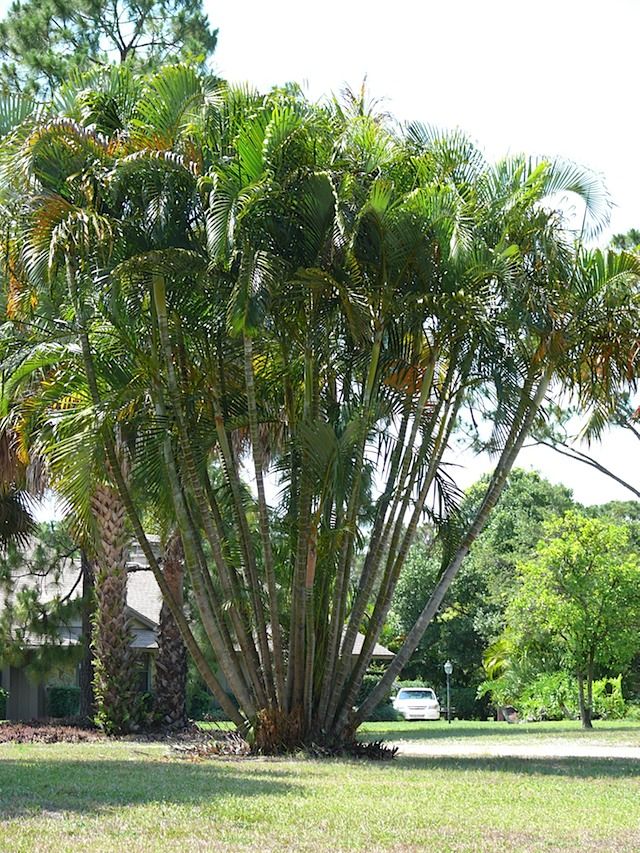 アレカヤシ｜Dypsis lutescens | DESERT INC.