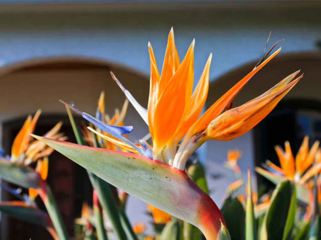 ストレリチア レギネ ゴクラクチョウカ Strelitzia Reginae Oceanside Garden Inc