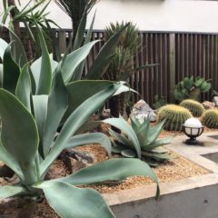 アガベ 大型 60cm〜｜LARGE AGAVES | OCEANSIDE GARDEN INC.