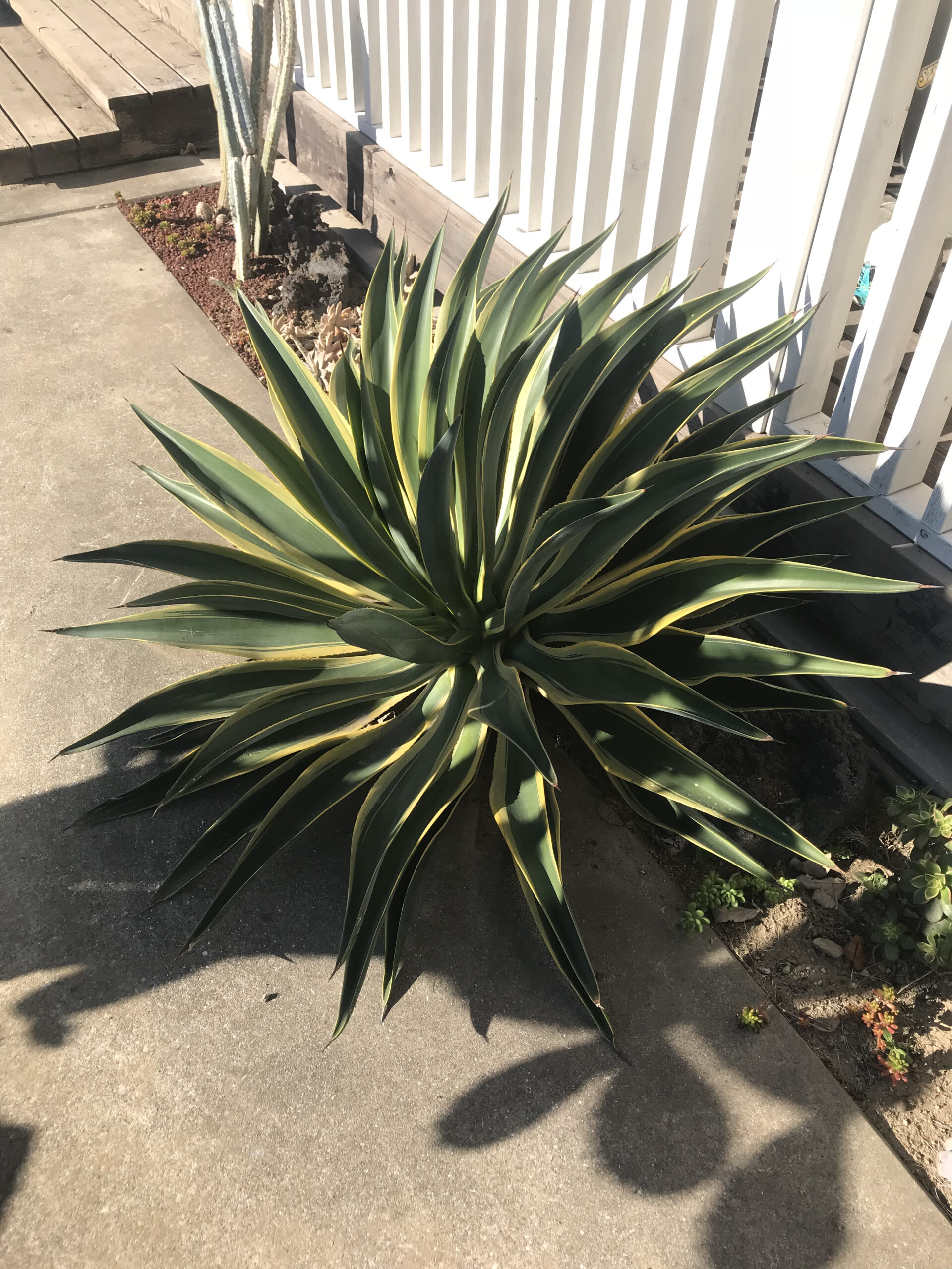 アガベ・デスメティアーナ 'バリエガータ'（ベネズエラ）｜Agave desmetiana ”Variegata' | DESERT INC.