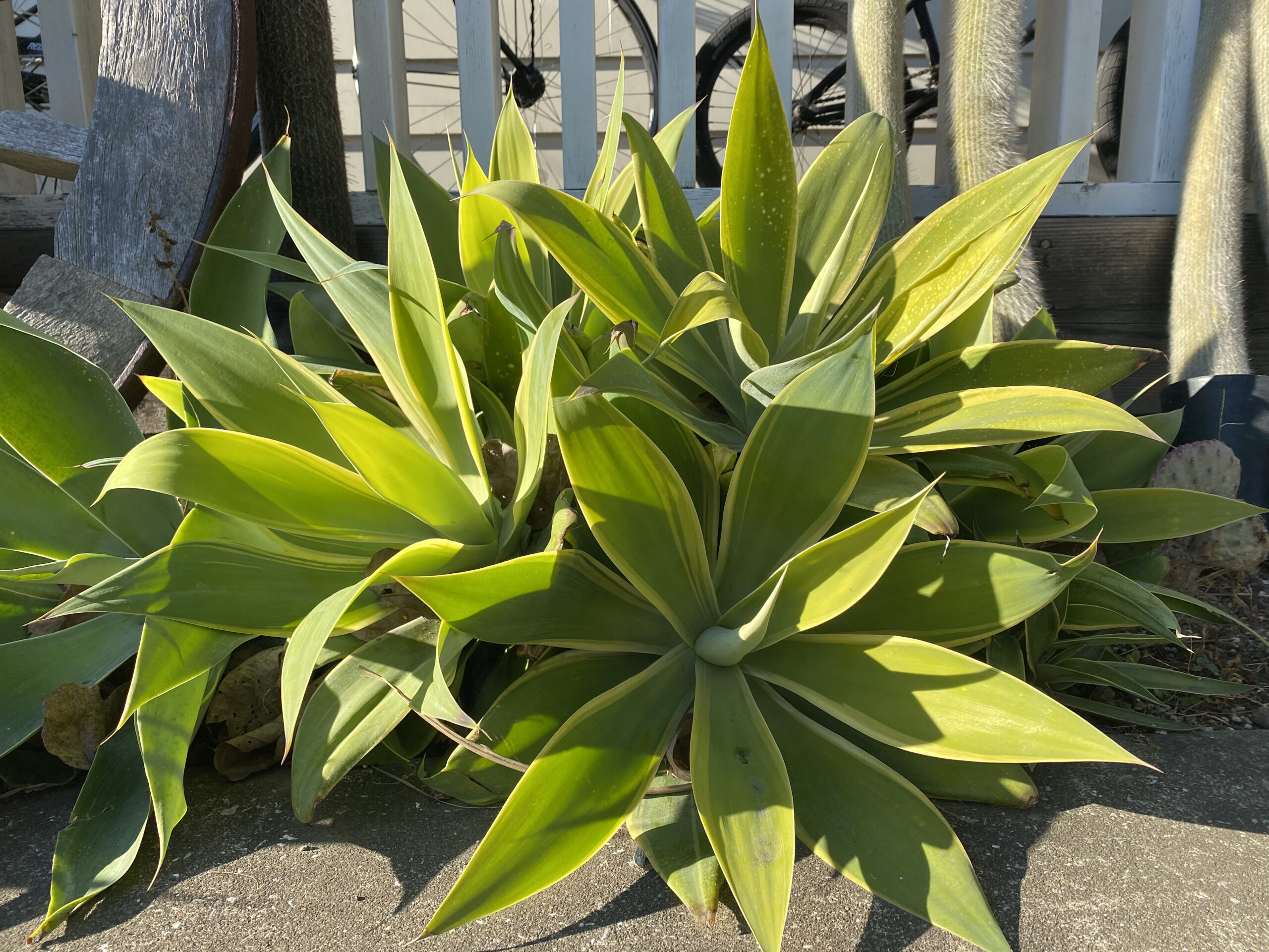 アガベ・アテナータ 'バリエガータ'｜Agave attenuata 'Variegata' | DESERT INC.