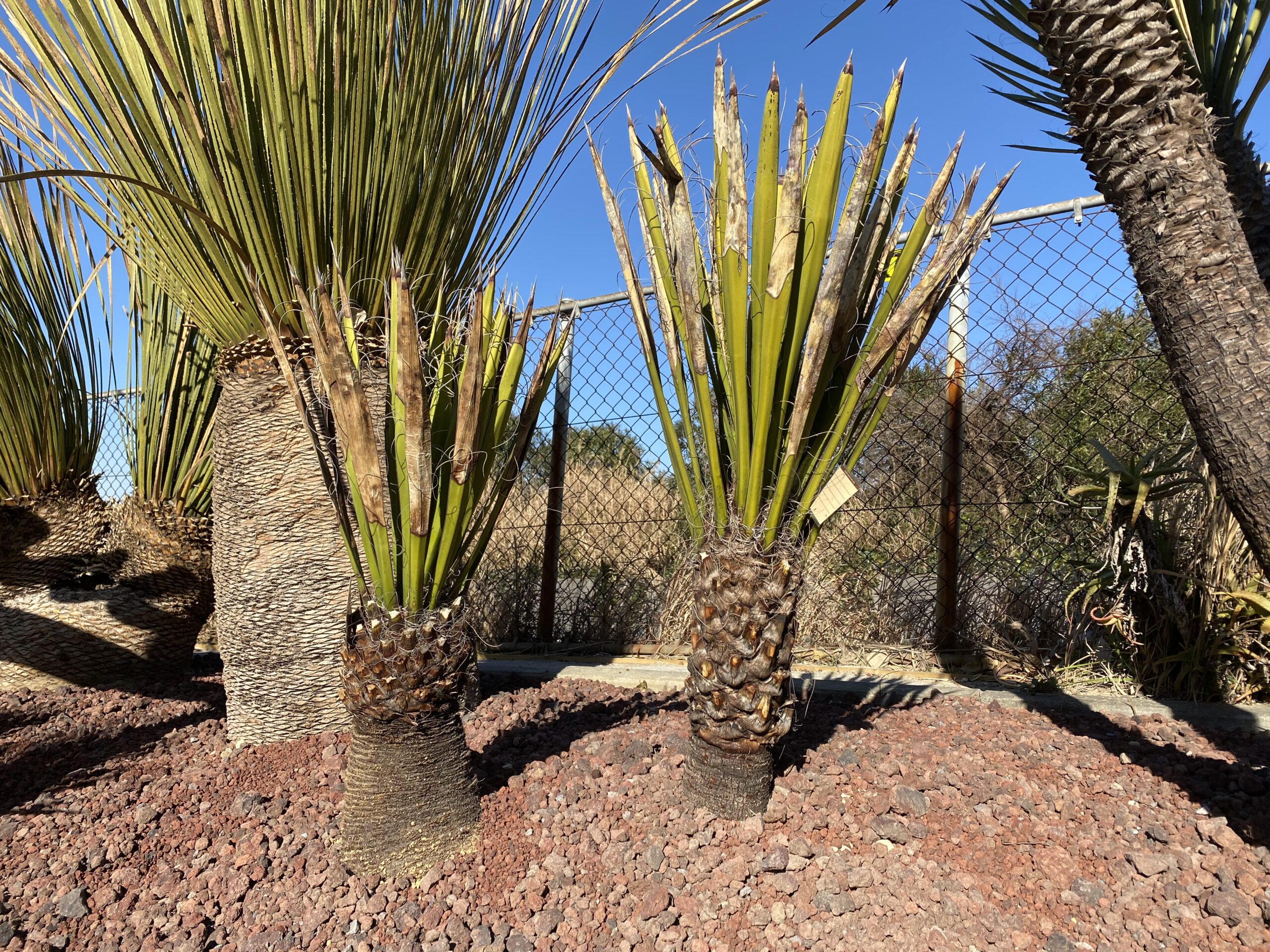 ユッカ・カルネロサーナ｜Yucca carnerosana | OCEANSIDE GARDEN INC.