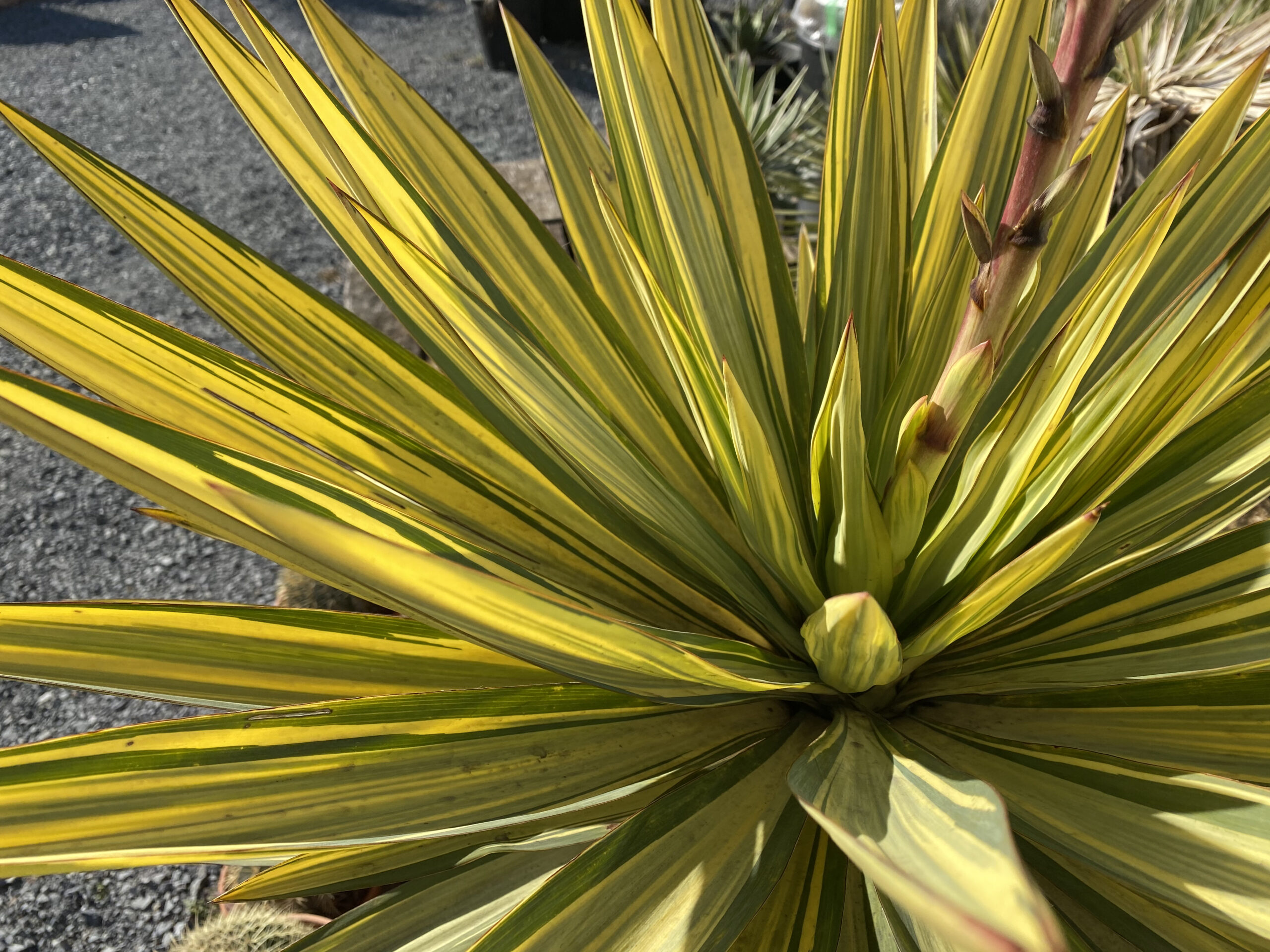 ユッカ・グラリオサ 'バリエガータ'（君が代蘭 斑入り）｜Yucca gloriosa 'Variegata' | DESERT INC.