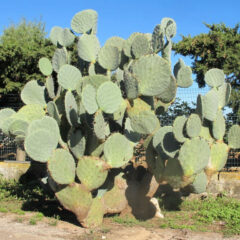 ウチワサボテン｜OPUNTIA CACTUS | DESERT INC.