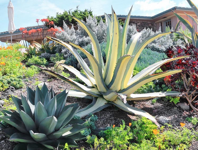 アガベ・アメリカーナ var.メディオピクタ 'ゴールド'｜Agave americana var. medio-picta 'Gold' |  DESERT INC.