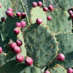 ウチワサボテン｜OPUNTIA CACTUS | DESERT INC.