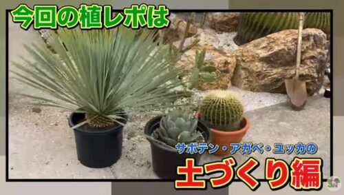 ユッカ、アガベ、サボテンの土作り！ | OCEANSIDE GARDEN INC.